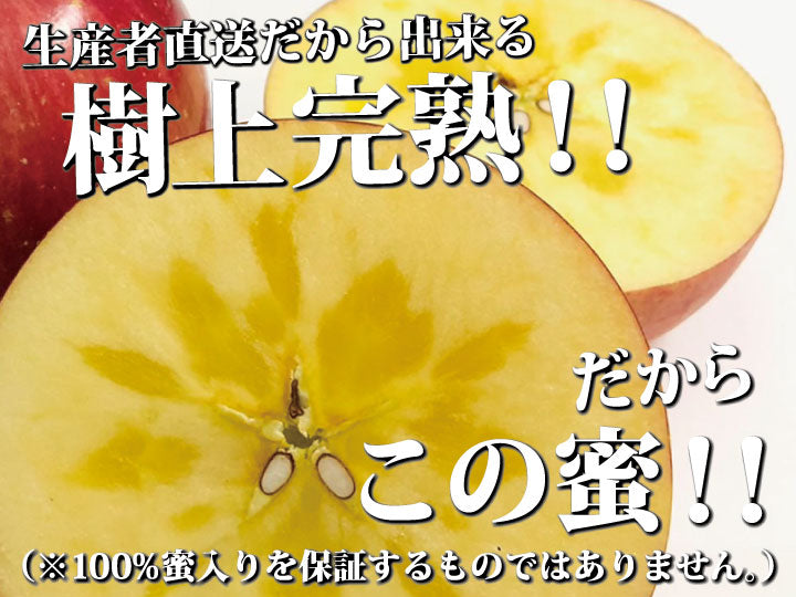 樹上完熟葉とらずふじ【りんごの王様】