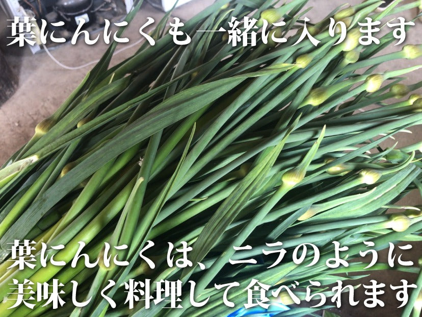 【予約限定】青森県産！農薬不使用のにんにくの芽＋葉＋つぼみ【令和８年新物！】（同梱不可商品）