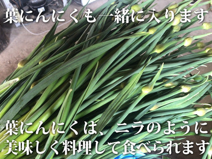 【予約限定】青森県産！農薬不使用のにんにくの芽＋葉＋つぼみ【令和８年新物！】（同梱不可商品）