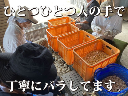 【累計10万箱突破！】青森県産バラにんにく 最高級品種ホワイト６片