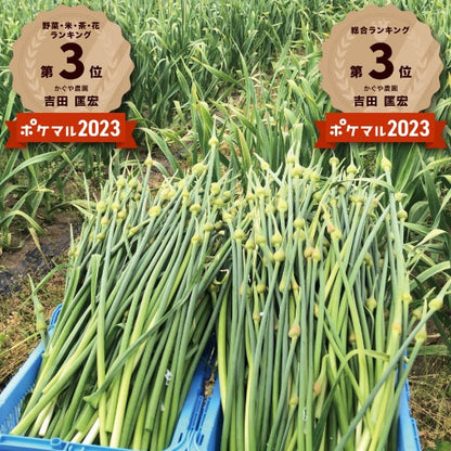 【予約限定】青森県産！農薬不使用のにんにくの芽＋葉＋つぼみ【令和８年新物！】（同梱不可商品）