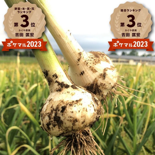 【ご予約限定！！】青森県産生にんにく 最高級品種ホワイト6片（同梱不可商品）