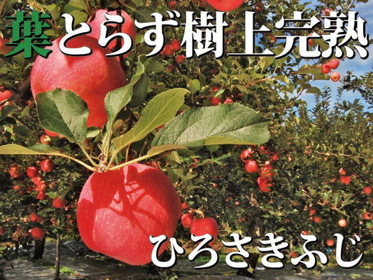 樹上完熟葉とらずひろさきふじ