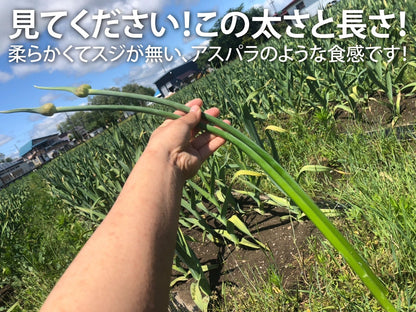 【予約限定】青森県産！農薬不使用のにんにくの芽＋葉＋つぼみ【令和８年新物！】（同梱不可商品）