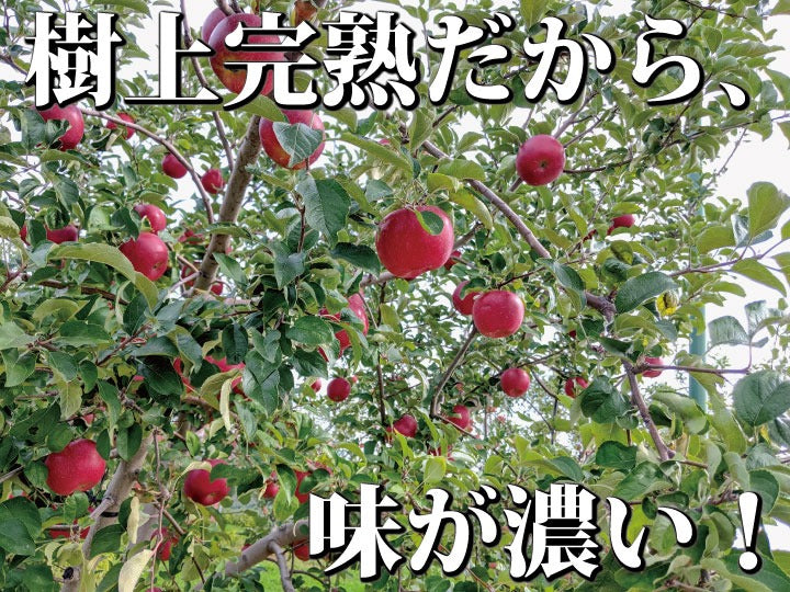 【毎年予約完売りんご】青森県産「樹上完熟葉とらずジョナゴールド」