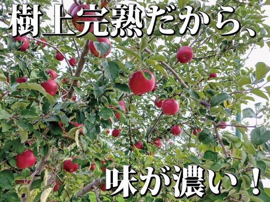 樹上完熟葉とらずジョナゴールド
